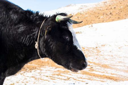 Cows in the snowy mountains, Terelj, MONGOLIAの写真素材