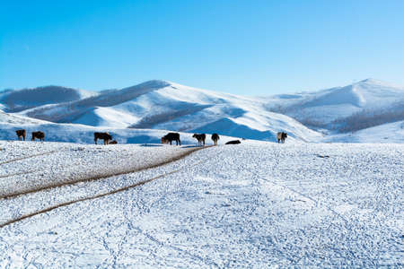 Winter landscape with snowy white mountains, herd of cows and blue sky.  Mongolia.の写真素材