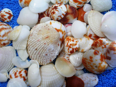 Shells
