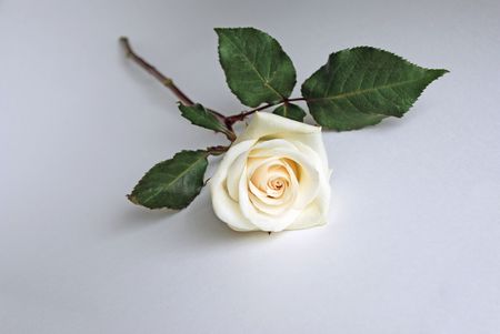 White rose diagonally on light backgroundの写真素材