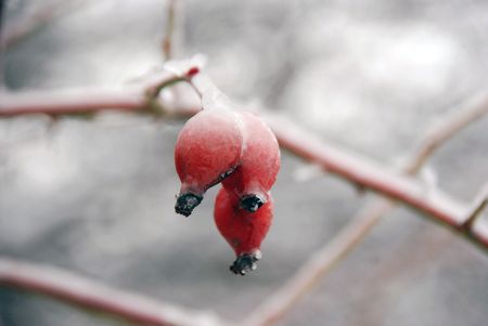 Winter berriesの写真素材