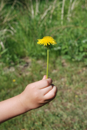 Child hand giving a dandelion flower. Gift.の写真素材