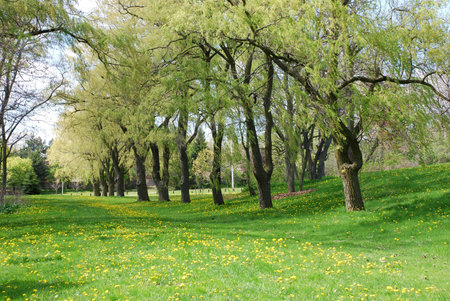 Landscape of trees, green grass with yellow flowers.
