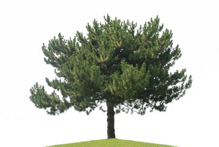 Pine tree isolated on a white backgroundの写真素材
