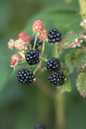 Wild Blackberries - soft focus