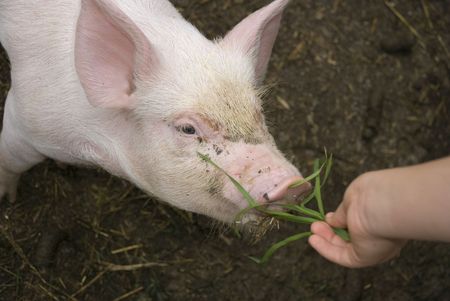 Young piglet eating grassの写真素材