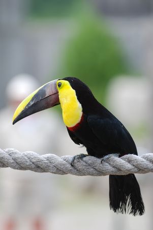 Tucan birdの写真素材