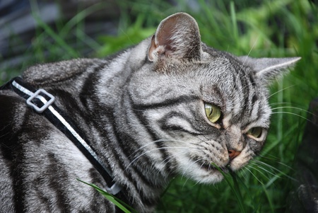 Tabby cat eating grass の写真素材
