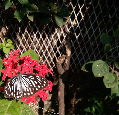 Concept picture showing garden elements like flowers, fence. Note that the butterfly is in focus and the background is bokeh. The picture would be best used for gardening related services and brochureの写真素材