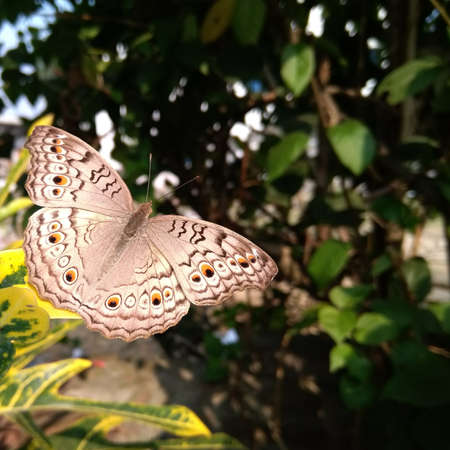 Butterfly with bokeh background of leaves. Picture for postcard, greeting cards and posters.の写真素材