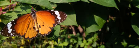 Orange Butterfly with bokeh background of leaves. Picture for postcard, greeting cards, posters and website backgrounds and banners.の写真素材