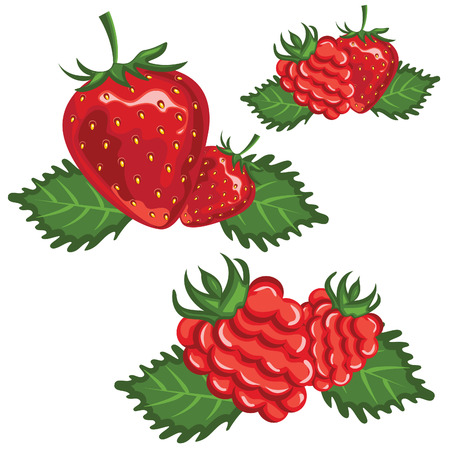 Illustration of strawberry and raspberry. Vectorのイラスト素材