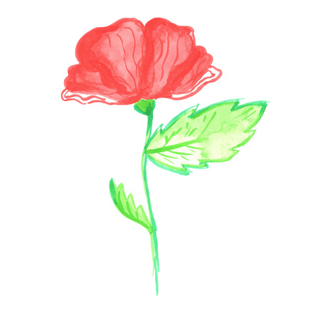 Watercolor poppy illustration. Vectorのイラスト素材