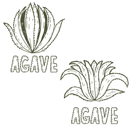 Hand drawn illustration template of agave.Vectorのイラスト素材