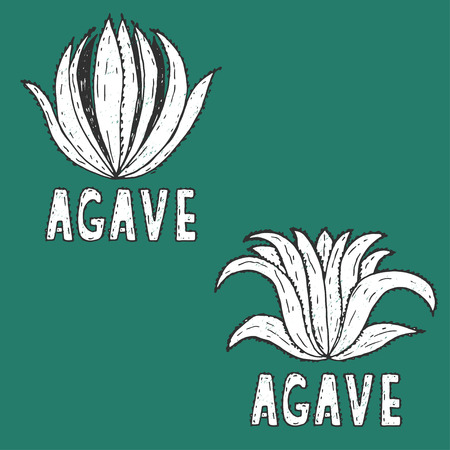 Hand drawn illustration template of agave.Vectorのイラスト素材