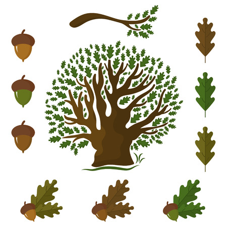 Set of icons on an oak tree with leaves and acorns.Vector illustrationのイラスト素材
