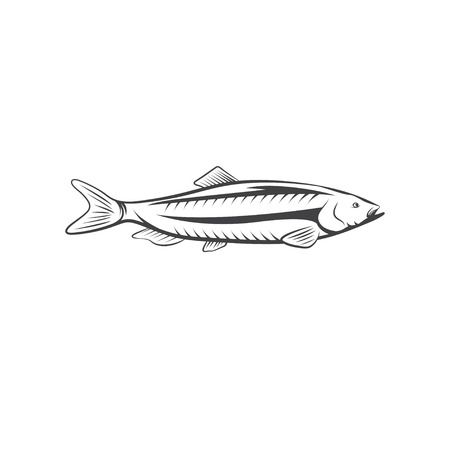 Herring fish vector design isolated on a white backgroundのイラスト素材