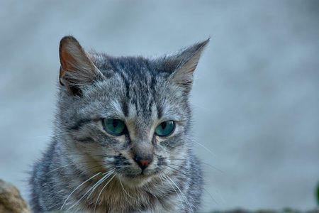 A beautiful gray cat, with blue eyes and a blurred background