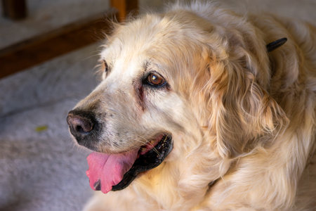 Golden retriever dog with head upright, lying down, calm and with tongue out