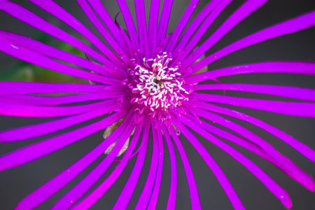 Pink petaled flower, close-up, from above,