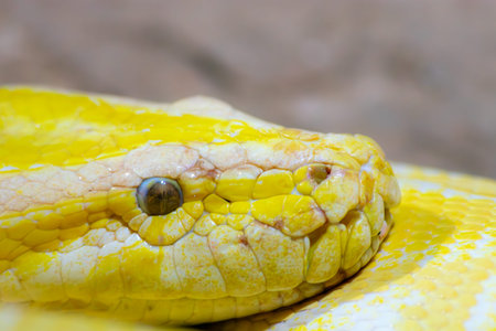 Close up of Burmese python (Python reticulatus)