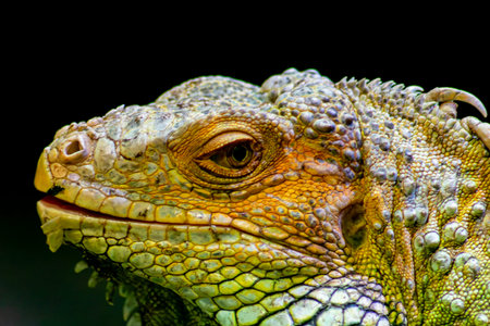 Close up of the head of a green iguana on black backgroundの写真素材