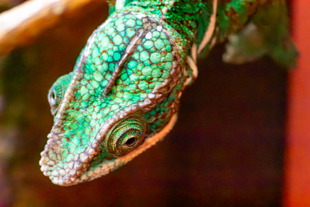 Close up of a veiled chameleon, Chamaeleo calyptratusの写真素材