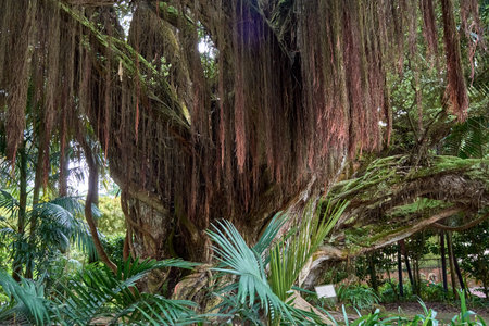 Twisted trunk of ancient Northern Rata tree (metrosideros robusta) in Terra Nostra Park and gardens...
