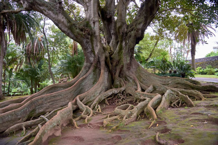 Large evergreen banyan tree in Sao Miguel Azores Portugal in Antonio Borges. The large size of this...