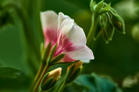 This close-up image captures the unique beauty of a white geranium flower adorned with delicate pink hues. The soft white petals, tinged with shades of pink, create a stunning visual contrast that enhances the flower's elegance and charm. Intricate details and textures of the blossom are highlighted, showing its natural grace. This captivating view of the geranium in full bloom brings a touch of delicate color and freshness, making it a delightful subject for garden and nature enthusiasts.の写真素材
