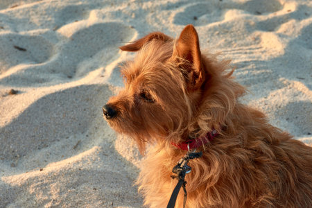 a red-haired Yorkshire Terrier, her glossy coat shining under natural light. With her expressive...