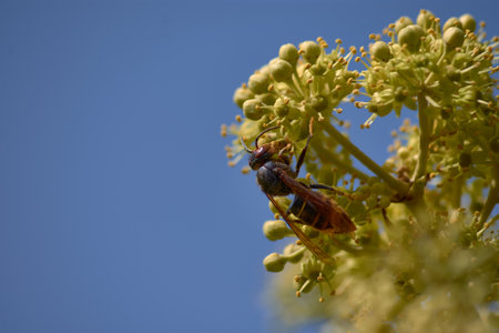 A close-up image of an Asian hornet (Vespa velutina) perched on a bush, showing its distinctive yellow, black, and orange patterns. This invasive species, known for its predatory behavior, is captured in its natural habitat. The photo emphasizes the insect's role in ecosystems and its impact on local biodiversity. Perfect for topics related to invasive species, entomology, and environmental awareness, this striking image highlights the balance of nature and the challenges posed by non-native species.の写真素材