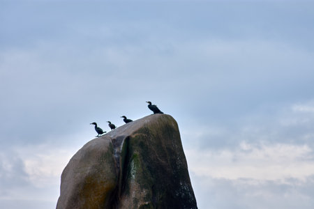 A group of cormorants perches atop a towering rock at Vilar Beach in Corrubedo, Galicia, Spain. The seabirds spread their wings to dry after fishing in the Atlantic waters. The image captures the wild beauty of the coastal ecosystem, where rugged rock formations provide a natural resting spot for marine birds against the backdrop of a cloudy sky.の写真素材