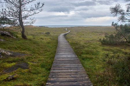 A wooden boardwalk meanders through the lush coastal landscape towards Vilar Beach in Corrubedo, Galicia, Spain. This tranquil path, surrounded by green dunes and sandy patches, leads directly to the Atlantic Ocean, offering a peaceful and scenic route. The cloudy sky adds depth to the natural scenery, highlighting the untouched beauty of this coastal environment.の写真素材