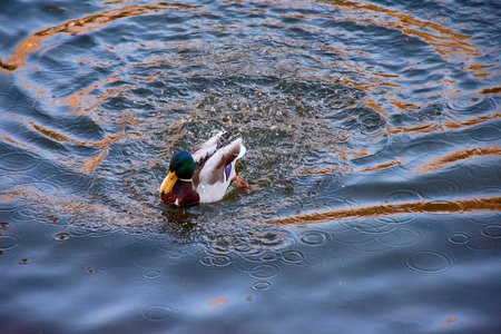 A beautifully composed image of a male mallard duck (Anas platyrhynchos) captured in selective focus as it swims gracefully on the tranquil waters of Castrelos park pond in Vigo, Spain. The duck's vibrant plumage and detailed motion in the water create ripples that add texture and depth to the scene. This photograph is ideal for illustrating themes of wildlife, nature, or urban parks and showcases the harmony of animal life in a serene environment.の写真素材