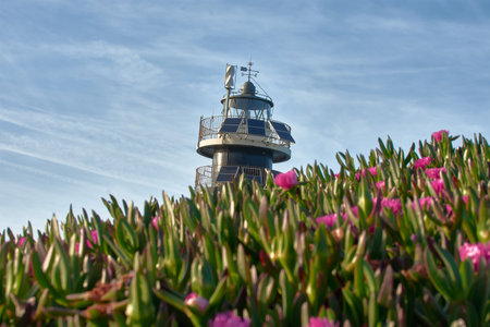 the scenic beauty of Isla Pancha, Ribadeo, with the lighthouse in the background and vibrant cat's claw flowers in the foreground. The sunny day highlights the colorful flora and the iconic lighthouse, creating a stunning coastal landscape. This photo is perfect for travel, nature, and scenic-themed projectsの写真素材