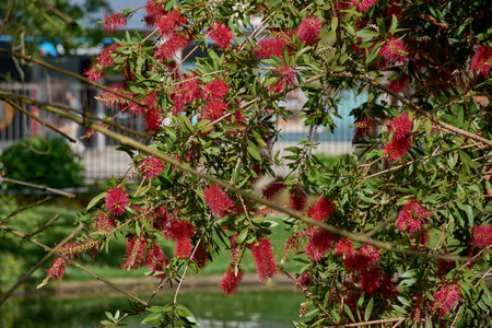 A close-up shot showcases the spectacular scarlet red, brush-like flowers of Callistemon citrinus,...