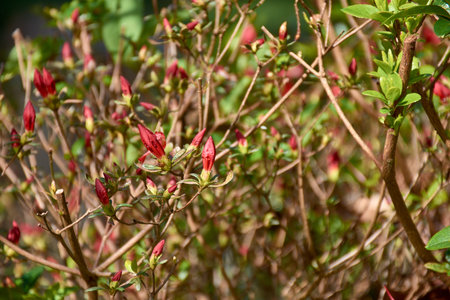 Close-up image of Rhododendron simsii flower buds, showing the early stage of blooming. The small, vibrant pink buds appear on thin, woody branches with scattered green leaves. This photo captures the moment just before the flowers open, highlighting the natural beauty and detail of springtime growth. Ideal for botanical, seasonal, or nature-themed visual content.の写真素材