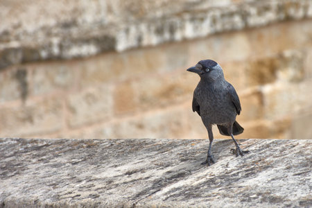 A Western Jackdaw (Coloeus monedula) perches on a stone ledge, highlighting its dark gray plumage, silver nape, and piercing pale blue eye. The textured, out-of-focus background perfectly isolates the bird, creating a detailed portrait ideal for ornithology publications, nature articles, or as an illustration of European wildlifeの写真素材