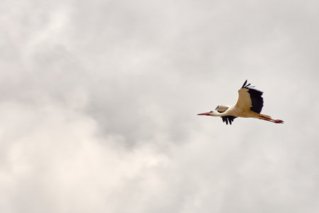 A white stork in mid-flight, standing out against a mostly cloudy sky, creating a blurred background that enhances the bird's figure. Its wings are outstretched, showing the contrast between the white plumage of its body and the black of its flight feathers, while its long red beak and tucked legs are clearly visible. The composition captures the bird's grace and movement, conveying a sense of freedom and lightness, ideal for themes of nature, wildlife, migration, or the symbolism of birds in urban and rural settingsの写真素材