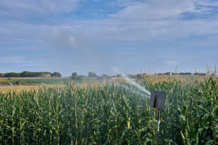 Agricultural landscapes with an active irrigation system over a large corn plantation in Pla de la Font, Lleida. The jets of water, some with a subtle rainbow, add a dynamic and refreshing element to the intense greenery of the fields under a mostly blue sky. The images capture the vitality and technology of modern agriculture, making them ideal for topics related to sustainability, water efficiency, food, rural development, or ecology in the Spanish contextの写真素材