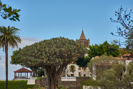 Icod de los Vinos, Tenerife, Spain, January 15, 2026,The legendary ancient Dragon Tree stands majestically in the center of a lush botanical garden, surrounded by palm trees and the characteristic white architecture of Icod de los Vinos. The composition bのeditorial素材