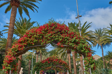 Colorful arches covered in red bougainvillea create a natural tunnel surrounded by slender palm trees under a clear blue sky. The composition uses the repetition of pergolas to guide the eye through this urban oasis, resulting in a perfect image to promote leisure tourism, botany, and a healthy lifestyle in the Canary Islandsの写真素材