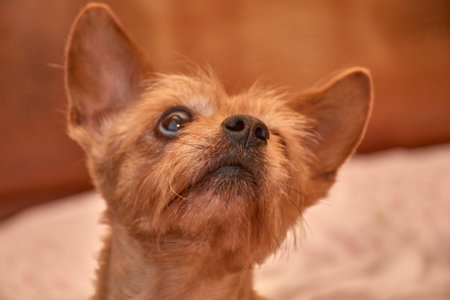 A brown-coated dog with an expressive gaze sits attentively on a bed with cream and lavender...