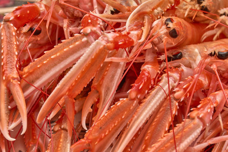 A set of fresh langoustine claws displays a vibrant gradient of coral and white tones under natural lighting that highlights their rough texture. The macro composition captures the immediate freshness of the raw seafood, offering a high-impact visual resource for food catalogs, gourmet recipe blogs, and food marketingの写真素材
