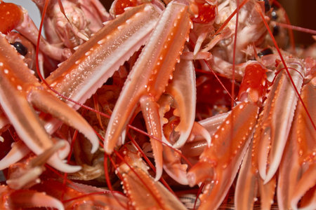 A set of fresh langoustine claws displays a vibrant gradient of coral and white tones under natural...