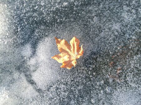 Autumn leaf fall down on iced road in sunny winter day.の写真素材