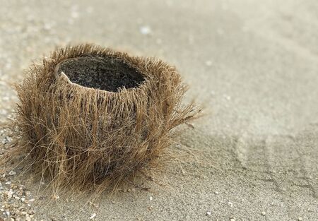 Background with dry coconut on the sand at the sea, enough space for the text.の写真素材