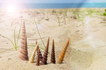 Shells in sand near sea in sunny summer day in tropical resortの写真素材