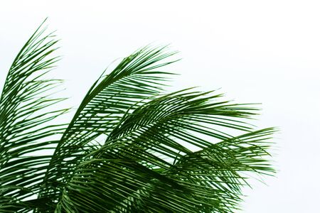 palm leaves isolated on white background, view from downの写真素材